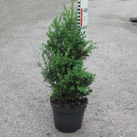 Buxus 'Green Mound'