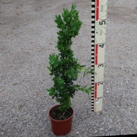 Buxus sempervirens 'Graham Blandy'