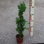 Buxus sempervirens 'Graham Blandy'