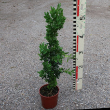 Buxus sempervirens 'Graham Blandy'