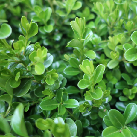 BetterBuxus® Renaissance