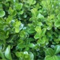 BetterBuxus® Renaissance