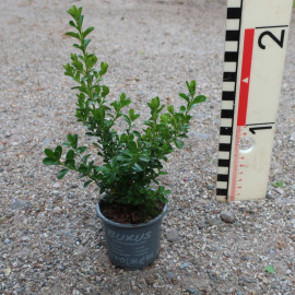 BetterBuxus® Renaissance