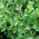 BetterBuxus® Babylon Beauty