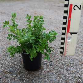 BetterBuxus® Babylon Beauty