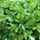BetterBuxus® Heritage