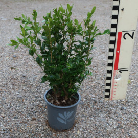 BetterBuxus® Heritage