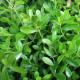BetterBuxus® Skylight