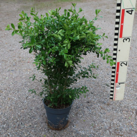 BetterBuxus® Skylight