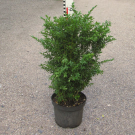 Buxus 'Green Mound'