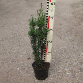 Taxus fastigiata Robusta