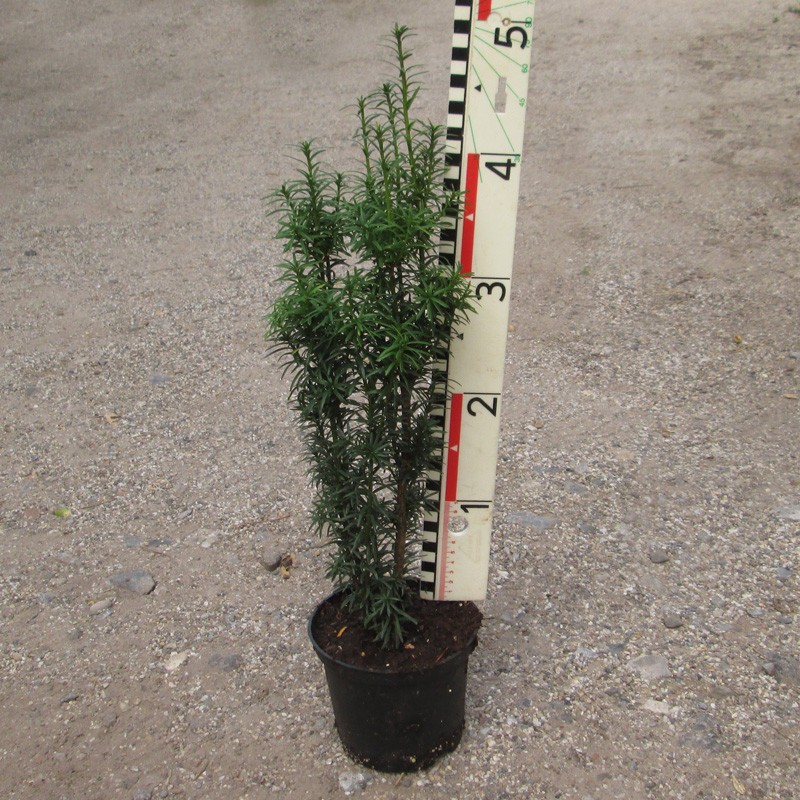 Taxus fastigiata Robusta