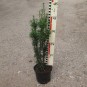 Taxus fastigiata Robusta