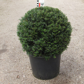 Taxus x media 'Grönland'