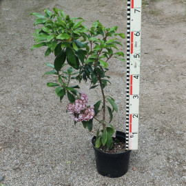 'Bandeau' Kalmia latifolia