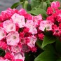 'Ostbo Red' Kalmia latifolia