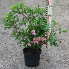 'Ostbo Red' Kalmia latifolia