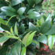 Sarcococca confusa