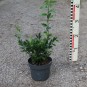 Sarcococca confusa