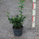 Sarcococca confusa
