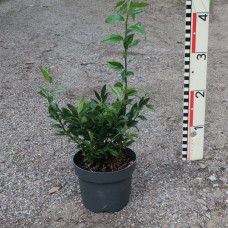 Sarcococca confusa