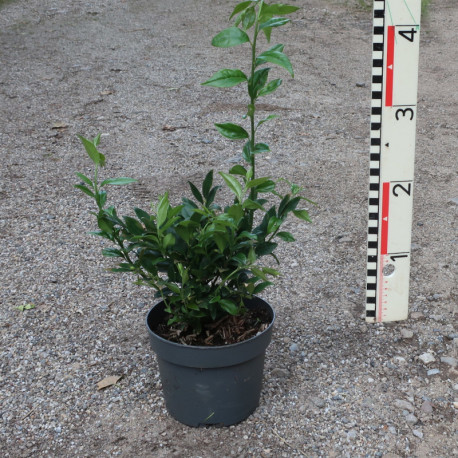 Sarcococca confusa