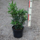 Sarcococca hookeriana