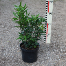 Sarcococca hookeriana