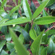 Sarcococca hookeriana