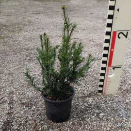 Taxus bacc. 'Tiny T'