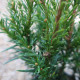 Taxus bacc. 'Tiny T'