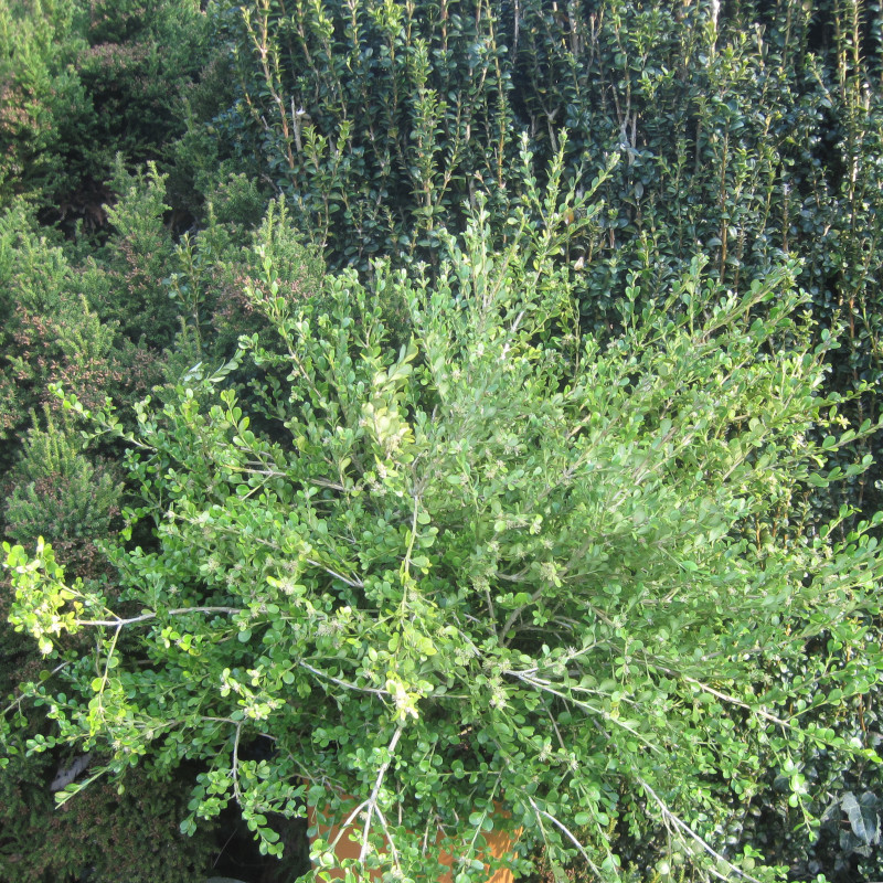 buxus microphylla trompenburg