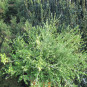 buxus microphylla trompenburg