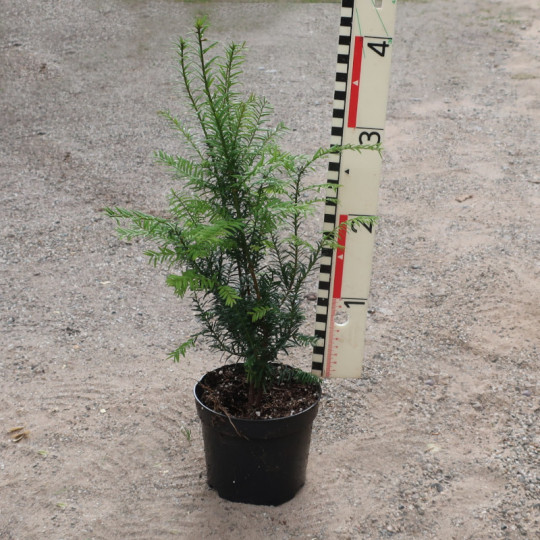 taxus-baccata