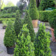 Buxus semp. arborescens