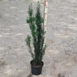 Taxus fastigiata robusta