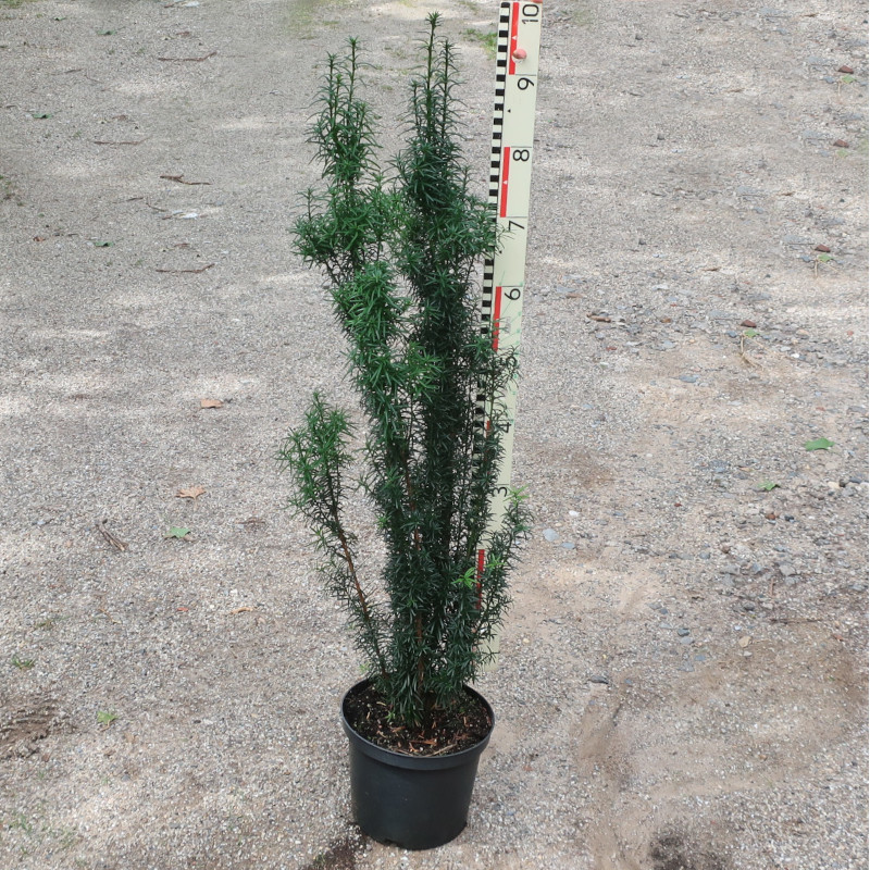taxus-fastigiata-robusta