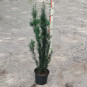 taxus-fastigiata-robusta