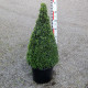 Buxus semp. arborescens