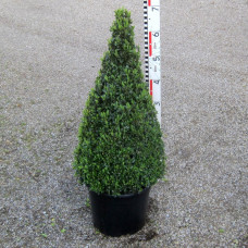 Buxus semp. arborescens