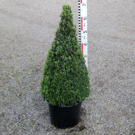 Buxus semp. arborescens