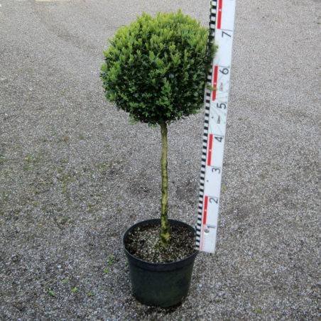 Stämmchen 70 cm