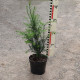 Taxus baccata