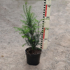 Taxus baccata