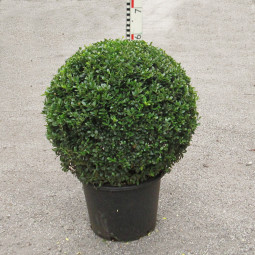 ilex-cren-dark-green-