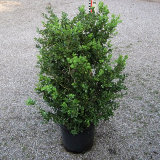 buxus microphylla schopes