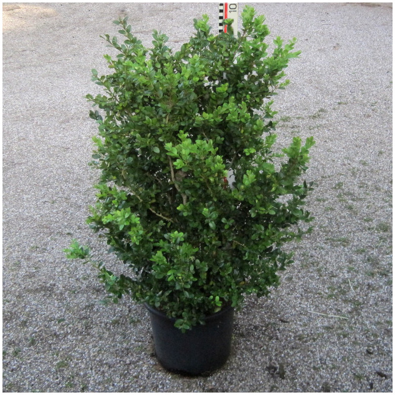buxus microphylla schopes