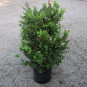 buxus microphylla schopes