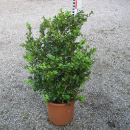 buxus microphylla schopes