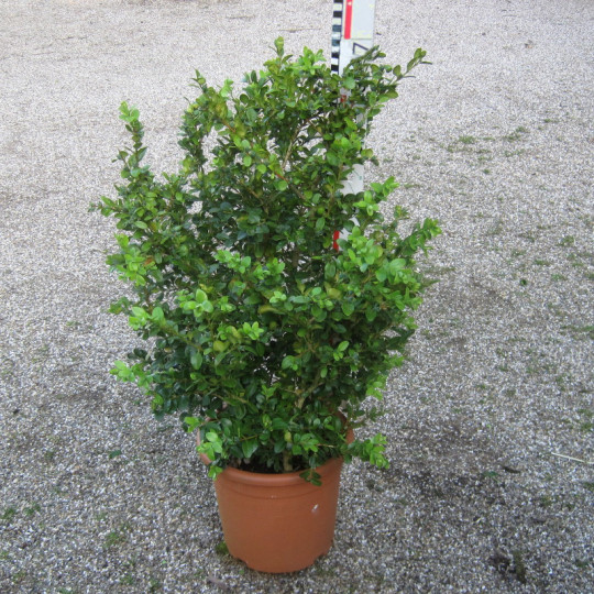buxus microphylla schopes